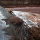 Illustration for article titled Hungarian toxic sludge kills 4, injures at least 120 — and it may be headed for the Danube